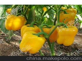 蔬菜种子辣椒种子价格 蔬菜种子辣椒种子批发 蔬菜种子辣椒种子厂家